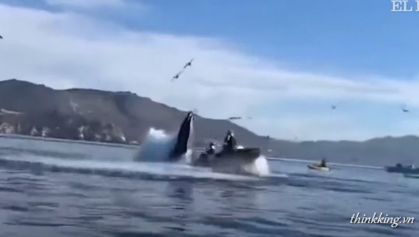 video ballena se traga kayak