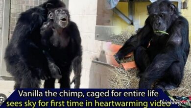 vanilla the chimp
