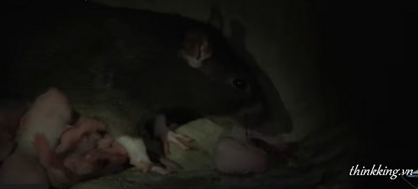 Baby laughing rats gore