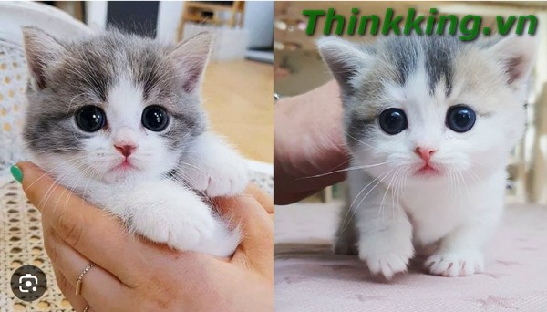 Cat in Blender Original Video on TikTok, Reddit, Twiter