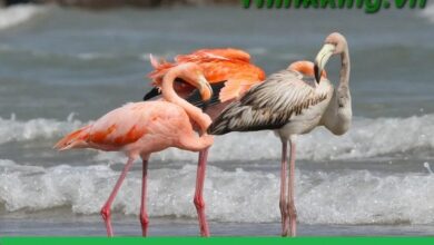 Pink Flamingos Port Washington Wisconsin: A Rare Delight on Lake Michigan's Shores"