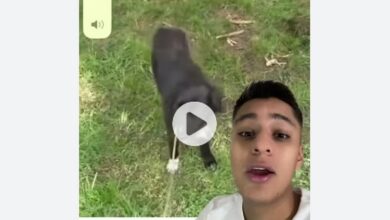 oseloza495 Video Original Del Perro Contexo: on Twitter, Reddit, Telegram, Instagram