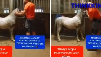 Michael Hanley Horse Video on Twitter, Reddit