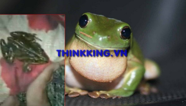 Frog video woman on Twitter, Reddit
