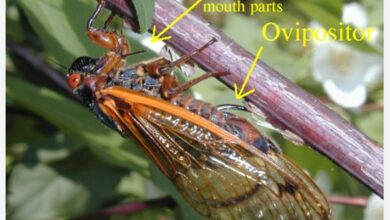 Discover about cicadas, their origin and growth process