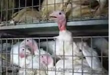 Butterball Turkey Video: The Controversy Surrounding Butterball Turkey